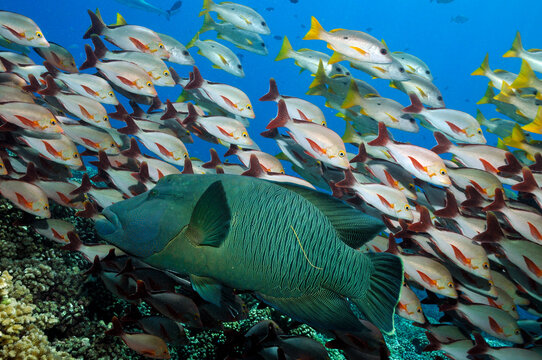 Napoleon-Lippfisch und Buckelschnapper in der S&uuml;dsee 