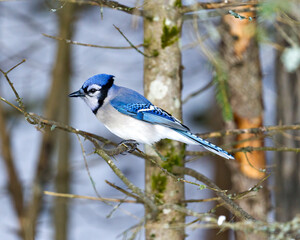 Blue Jay Photo and Image. Close-up perched on a branch with a blur forest background in the forest environment and habitat surrounding displaying blue feather plumage wings. Picture. Portrait.