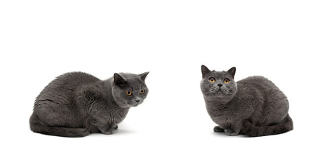 beautiful gray cat on a white background