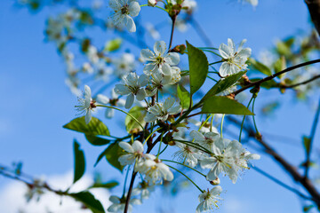 blossoming tree - 474067634
