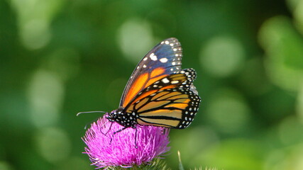 Fototapeta na wymiar Monarch butterfly on a scotch thistle flower in Cotacachi, Ecuador