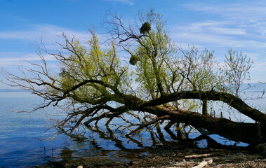 Obraz na płótnie Canvas Impressive tree growing into Lake of Constance at Rheinholz, Vorarlberg, Austria.