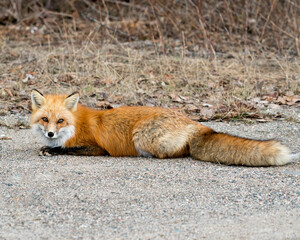Red Fox Photo Stock. Fox Image. Close-up view resting and  looking at camera in the spring season with blur background in its environment and habitat. Picture. Portrait.