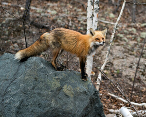 Red Fox Photo Stock. Fox Image. Close-up standing on a big rock and looking at camera with a blur forest background in its environment and habitat Picture. Portrait.