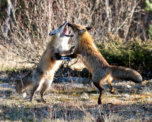 Red Fox Photo Stock. Foxes trotting, playing, fighting with a behaviour of conflict in their environment and habitat with a blur forest background in the spring season. Fox Image. Picture. Portrait.
