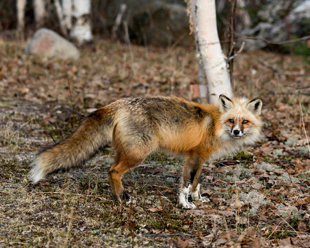 Red Fox Photo Stock. Unique fox close-up profile side view  in the spring season in its habitat with blur background displaying white mark paws, unique face, fur, bushy tail.  Picture. Portrait.