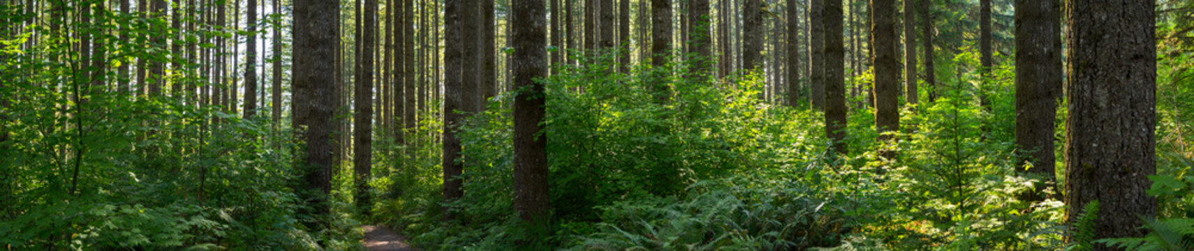 Fototapeta Douglas Fir tree forest in Pacific Northwest USA