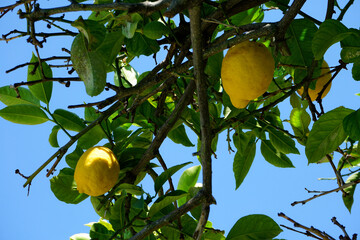 Shiny yellow lemons on a green tree at the italian amalfi coast, where people love the lemocello...