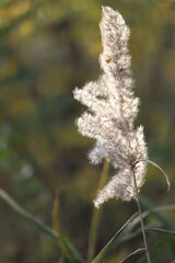 reed