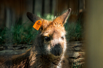 Close up of a wallaby sitting in the sun