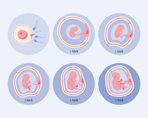 six embryo development phases