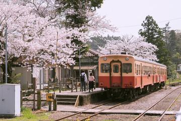 Rural train station platform with cherry blossom trees in...
