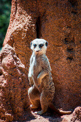Meerkat perched infront of a termite hill at the zoo