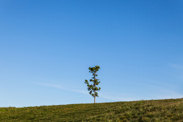 lonely tree in the field against the blue sky