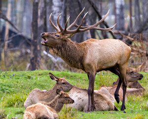 Elk Stock Photo and Image. Male bugling and protecting its herd female cows in their environment and habitat surrounding with a forest blur background. Wapiti Portrait.