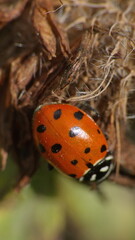 Lady bug on a dead clover flower in Cotacachi, Ecuador