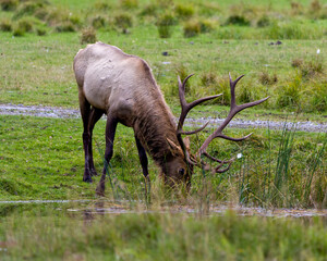 Elk Stock Photo and Image. Male close-up profile view drinking water and displaying its antlers and brown velvet skin in its environment and habitat surrounding.