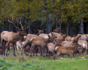 Elk Stock Photo and Image. Male adult and his herd female cows in the field and blur forest background in their environment and habitat surrounding.