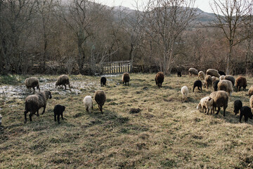 Flock of sheep mountains landscape nature agriculture