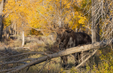 Bull Shiras Moose in Rut in Wyoming in Autumn