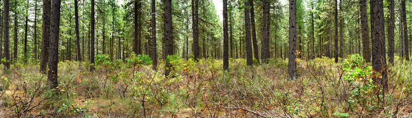 Obraz premium Pine tree forest 