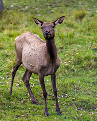 Elk Stock Photo and Image. Wapiti Elk female cow looking at camera in the field with grass background in its environment and habitat surrounding.
