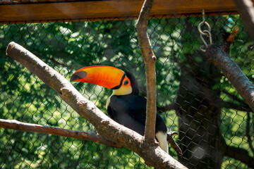 Toucan perched on a branch in an enclosure at the zoo