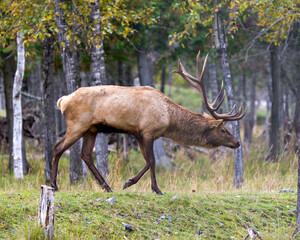 Elk Stock Photo and Image. Male walking in forest in the elk rutting season, displaying large antlers and brown colour fur coat in its environment and habitat surrounding.