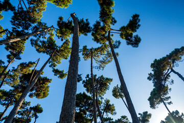 Fototapeta premium Alberi che sfiorano il cielo. Un paesaggio di natura e colori