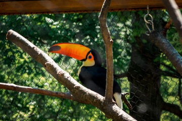 Toucan perched on a branch in an enclosure