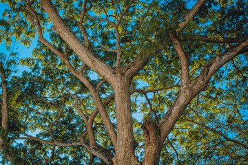branches