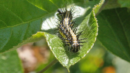Gulf fritillary caterpillar on a passion flower leaf in Cotacachi, Ecuador