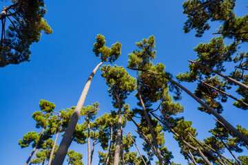Alberi che sfiorano il cielo. Un paesaggio di natura e colori