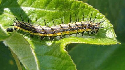 Gulf fritillary caterpillar on a passion flower leaf in Cotacachi, Ecuador