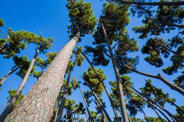 Fototapeta premium Alberi che sfiorano il cielo. Un paesaggio di natura e colori
