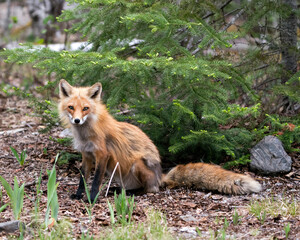 Red Fox Photo Stock. Fox Image. Close-up profile view sitting in the springtime with coniferous...