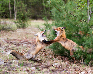 Red Fox Photo Stock. Fox Image. Foxes trotting, playing, fighting, revelry, interacting with a behaviour of conflict in their habitat with a pine branches tree background in the springtime. 