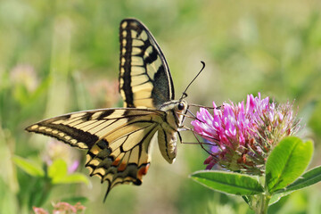 Butterfly Machaon (Papilio machaon) is a day butterfly from the family of sailboats or cavaliers...