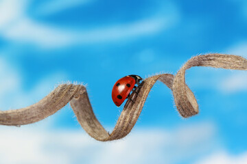 Ladybug runs endlessly on a dry blade of grass on a blue sky background. 
The blade of grass has villi  and is curved with fancy shapes.
