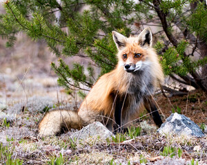 Red Fox Photo Stock. Fox Image. Close-up profile view sitting and with a spruce branches background in its environment and habitat. Picture. Portrait.
