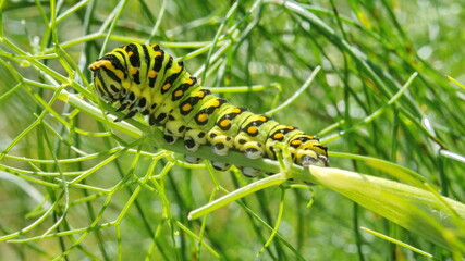 Fifth instar of an anise swallowtail butterfly caterpillar on fennel, in Cotacachi, Ecuador