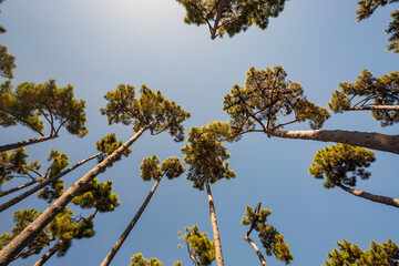 Alberi che sfiorano il cielo.Un paesaggio di natura e colori