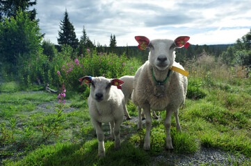 Obraz premium Sheep and lamb looking straight into camera. Summer day with flowers and plants in the background.