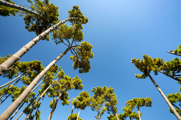 Alberi che sfiorano il cielo.Un paesaggio di natura e colori