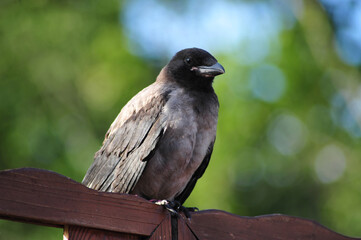 Young Crow