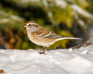 Sparrow Stock Photo and Image. Close-up side view perched on snow with blur background in its environment and habitat surrounding, displaying brown feather plumage.