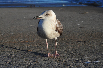 Seagull on Pier