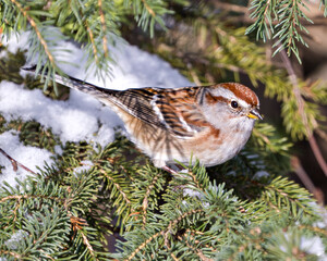Sparrow Stock Photo and Image. Female bird perched on a fir tree branch with blur branch and snow background in its environment and habitat surrounding, displaying brown feather plumage.
