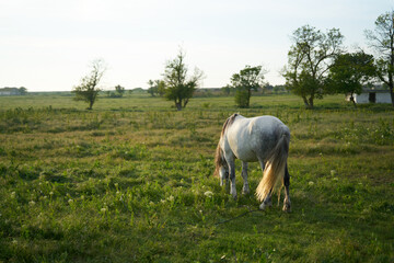 Fototapeta premium Horse in the field eating grass morning nature animal
