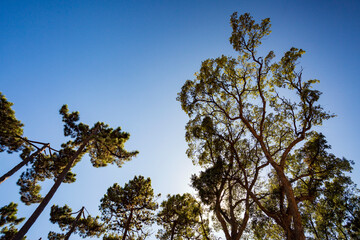 Alberi che sfiorano il cielo.Un paesaggio di natura e colori